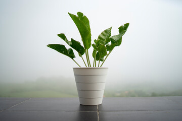 plant green leaves in a white flower pot