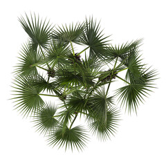 VEGETATION TOP VIEW - TREES AND BUSHES IN PLAN	