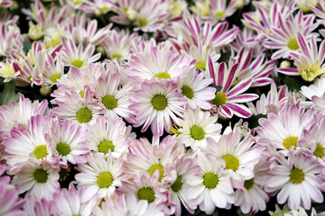 Obraz premium White pink chrysanthemums, colorful bouquet of flowers. Picturesque floral background, beautiful pattern