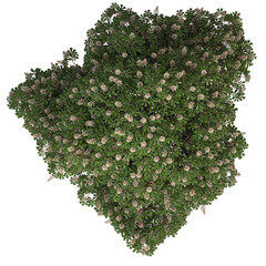 VEGETATION TOP VIEW - TREES AND BUSHES IN PLAN	