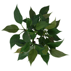 VEGETATION TOP VIEW - TREES AND BUSHES IN PLAN	