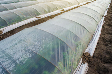 Potato bushes on a farm plantation covered under agricultural plastic film tunnel rows. Create a greenhouse effect. Climate control on farm field. Growing food, protecting plants from frost and wind.