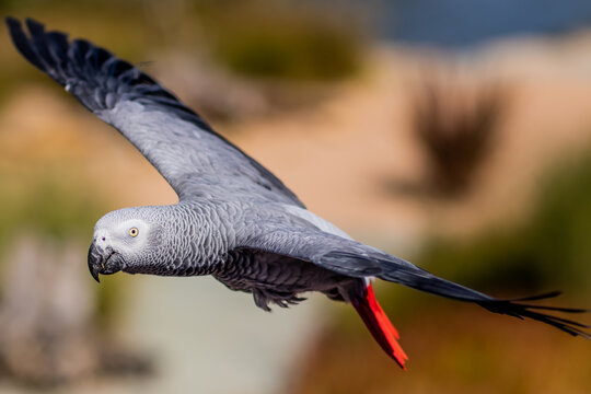 Grey parrot - Psittacus erithacus