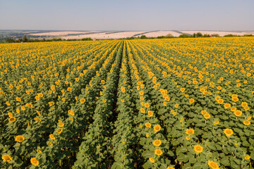 Fototapeta na wymiar Young sunflower in the field. Aerial over even young rows of sunflowers. Agricultural field Cultivated