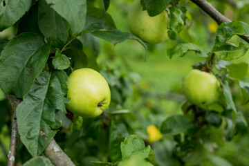 Fresh juicy apples ripening on apple tree branch. Organic fruits in home garden.Ripening young apples on the branches. The garden is growing. Harvest time