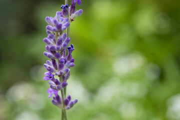 Lavender flower in close-up in a garden in July, United Kingdom