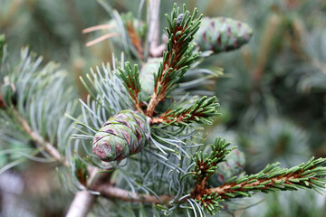 Young pine cones on a tree branch close up. Pinus mugo, coniferous background