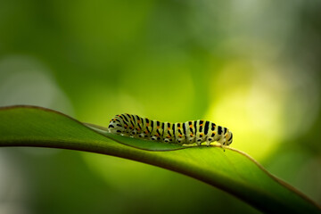 close-up of a green caterpillar with black stripes and orange points on a leaf (Papilio polyxenes)....