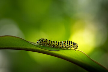 close-up of a green caterpillar with black stripes and orange points on a leaf (Papilio polyxenes). beautiful blurred green background with copy space for text. 