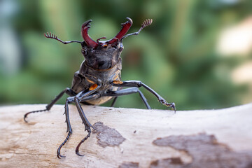 Macro photo of European stag beetle (Lucanus cervus) in nature