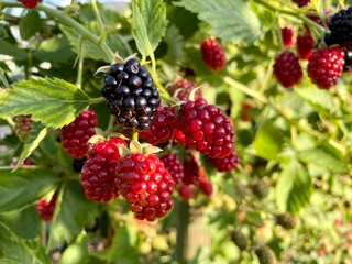 himbeeren