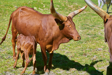 Beautiful Watussi cattle from East Africa on the pasture