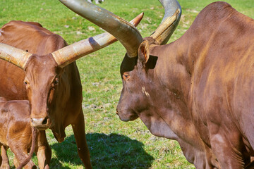 Beautiful Watussi cattle from East Africa on the pasture - obrazy, fototapety, plakaty
