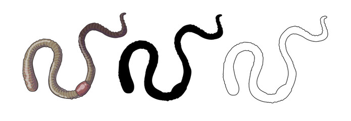 A set of three worms - a worm in a cartoon style, outline style and its black silhouette. Stock vector illustration isolated on white background.