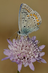 Common blue butterfly (Polyommatus icarus) on a flower