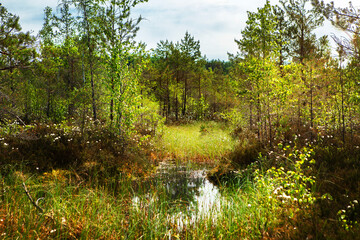 Conservation area, swamp surrounded by pines reflecting in the water.