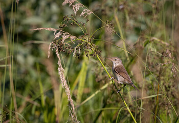 A small gray-brown bird sits on a grass stalk in the early sunny morning.