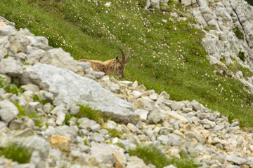 ibex in the french moutains