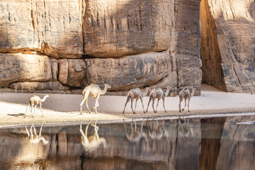 The Scenic Beauty of “Guelta d’Archei” is a hidden treasure of Sahara Desert of Chad.	