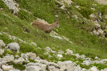 ibex in the french moutains