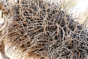 Photograph of a dead Banksia flower on a branch in regional Australia