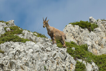 ibex in the french mountains