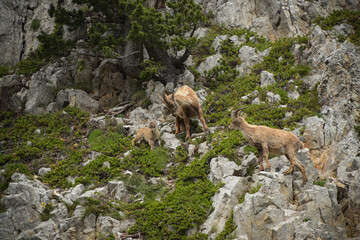 ibex family in the french moutains