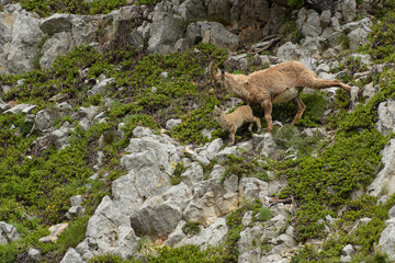 ibex family in the french moutains