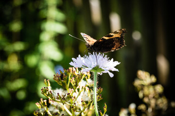 Schmetterling auf Blüte