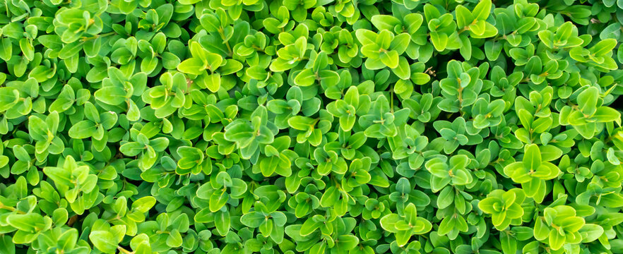 green boxwood twigs with visible details. background or texture