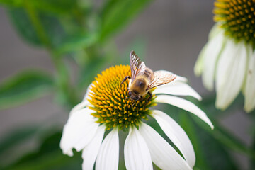 Small yellow bee on yellow and white sprouting flower daisy pollinating spring time
