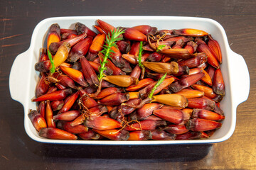 Araucaria angustifolia fruits, Pinhão sprouting, new and small Paraná pine trees being born, pinion , nuts. Prudentópolis, Paraná, Curitiba