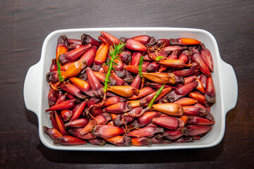 Araucaria angustifolia fruits, Pinhão sprouting, new and small Paraná pine trees being born, pinion , nuts. Prudentópolis, Paraná, Curitiba