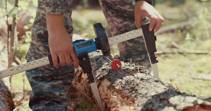 Deforestation control. A forestry worker measures the length and width of the cut pine with a special device.