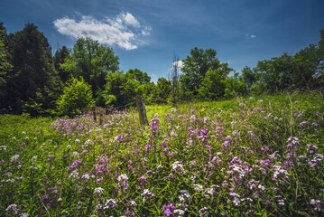 field of wildflowers