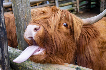 portrait of a cute scottish cow looking out of a corral with her tongue sticking out