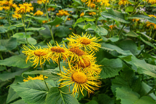 floral background of flowering Inula helenium in the garden
