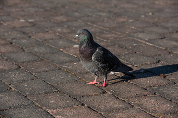 A domestic pigeon Columba livia domestica walking around on stone floor.