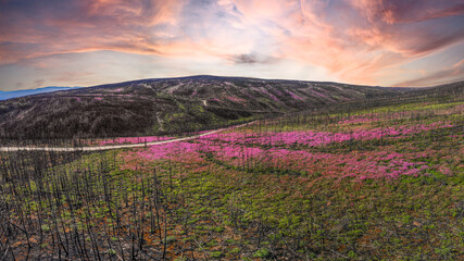 Drone aerial shot of Canadian roadtrip road in northern Canada with pink flowers lining the road in...
