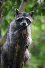 Chiapas raccoon, in protection of the species
