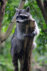 Chiapas raccoon, in protection of the species