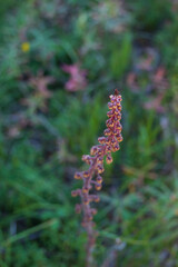 Red wildflowers on long stalk in the forest