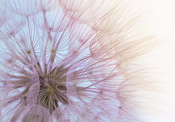 dandelion seeds close-up on a blue sky background