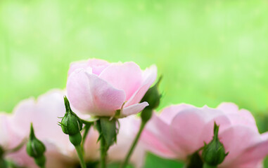 pink  roses  on a light green background,  photo with copy space,  selective focus