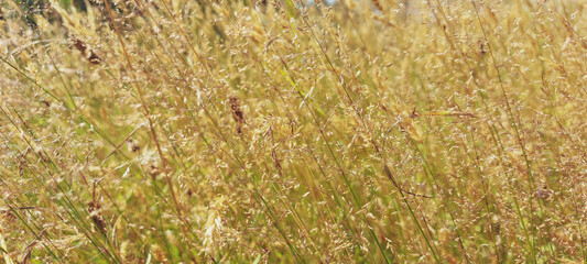 very beautiful Latvian summer meadow