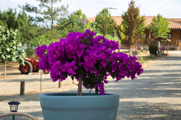 flowers in a garden