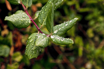 Set of green honeysuckle leaves during European autumn wet after a storm.