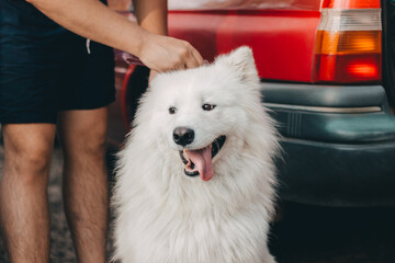 Fototapeta premium Smile of a Samoyed white husky on the background of a red car with the owner combing the dog