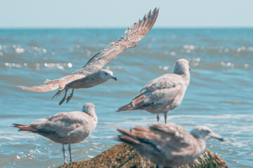 A Flock of Seagulls Flying and Perched on a Rock