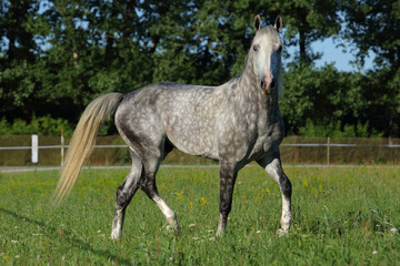 Portrait of dapple gray horse galloping in paddock